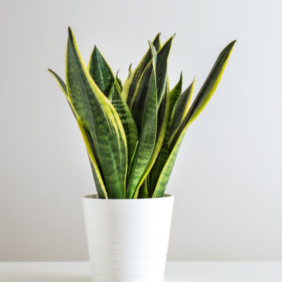 snake plant - easy care houseplants