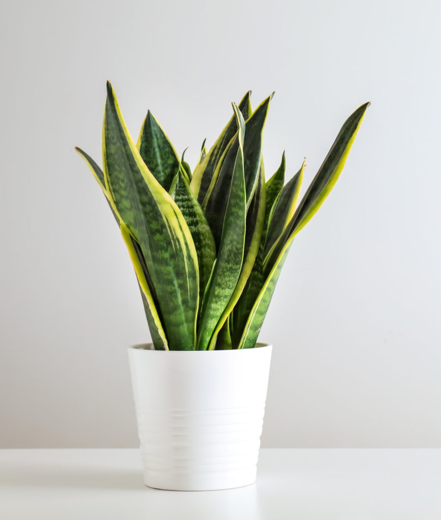 snake plant - easy care houseplants