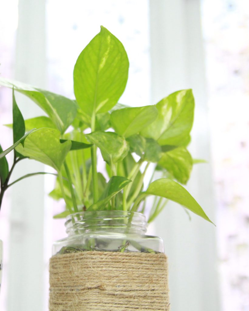 photo neon pothos easy houseplants