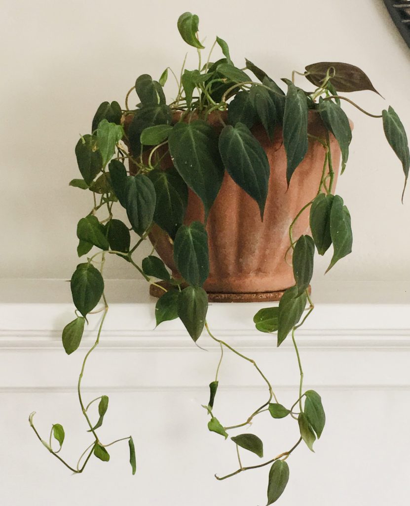 photo Micans Philodendron easy houseplants