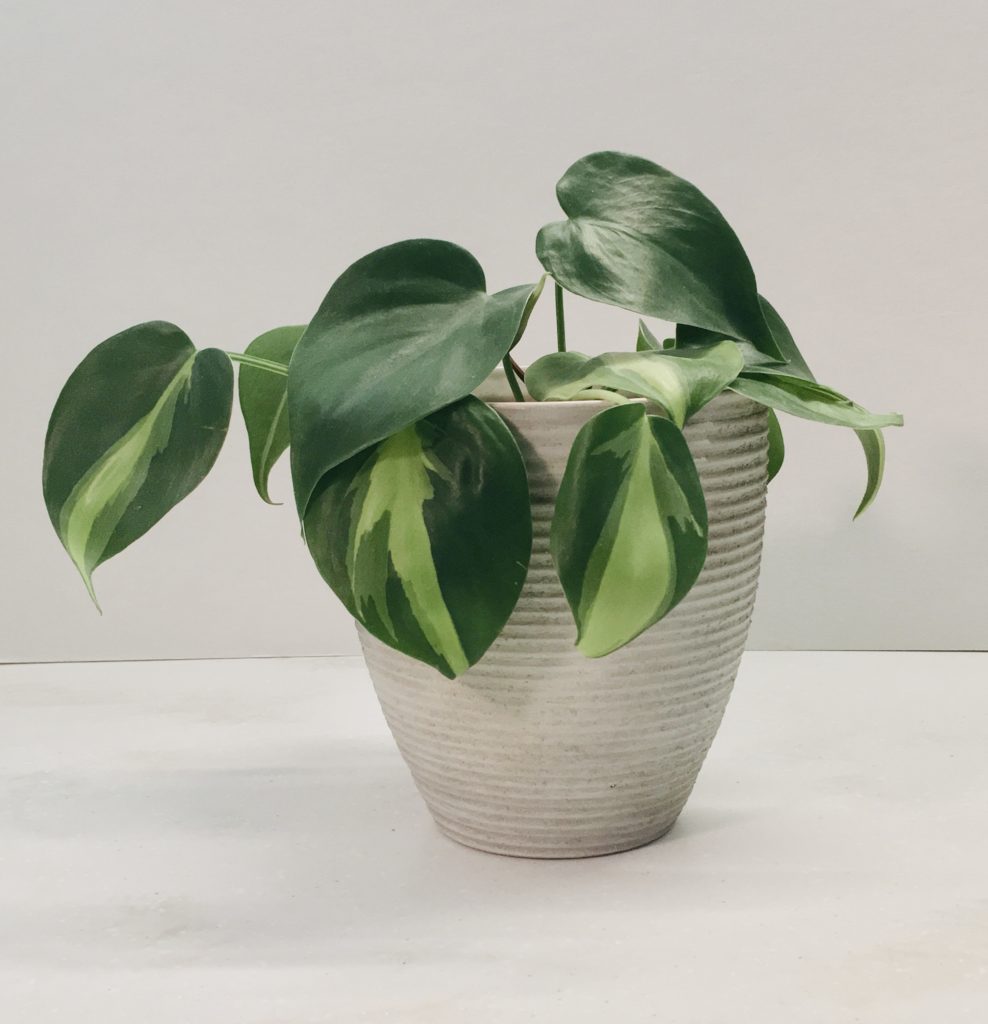 photo Brasil Philodendron easy houseplants