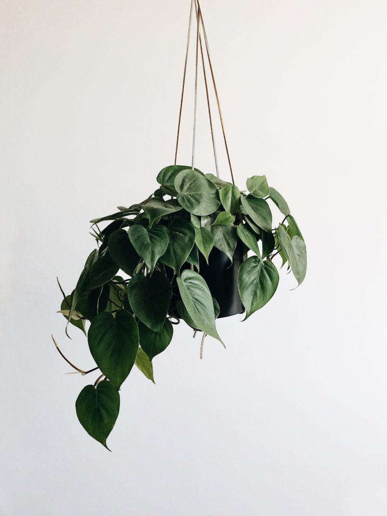 photo green heartleaf philodendron easy houseplants